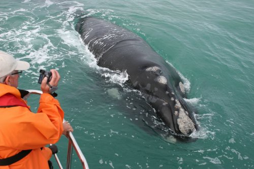 Whale-related visits earn Latin America 280 million dollars a year